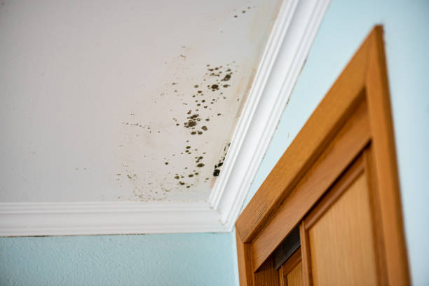 Mold Remediation for Specific Building Types