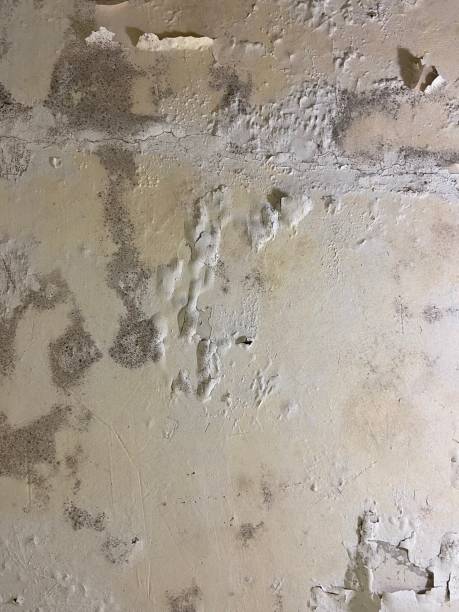Professional Mold Remediation in Lake Stevens, WA
