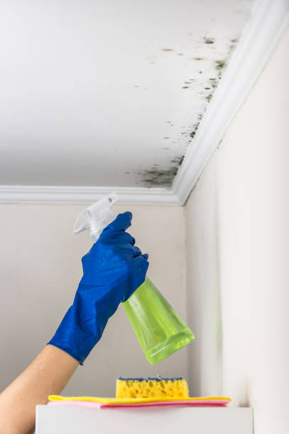 Best Commercial Mold Remediation in Lake Stevens, WA